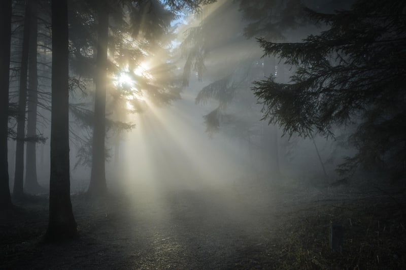 Forest Fog